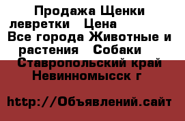 Продажа Щенки левретки › Цена ­ 40 000 - Все города Животные и растения » Собаки   . Ставропольский край,Невинномысск г.